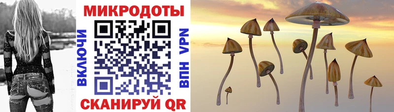 Купить  Искитим  Псилоцибиновые грибы Psilocybe 